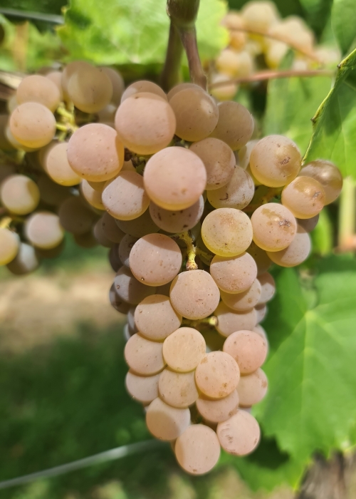 Calardis blanc 20260907 141312
